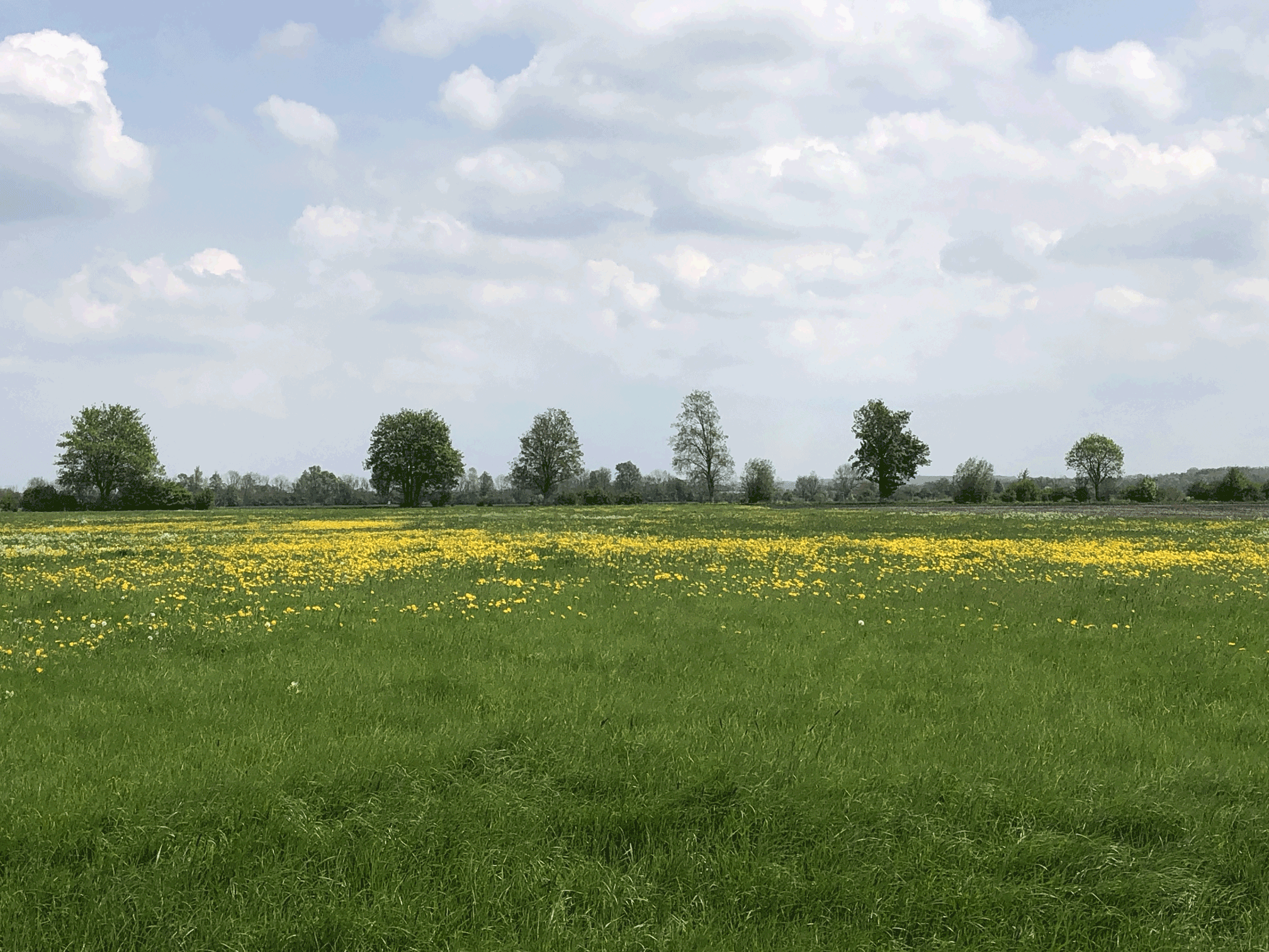 Blumenwiese Nähe Leipheimer Moor