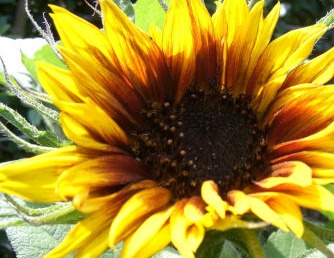Sonnenblume