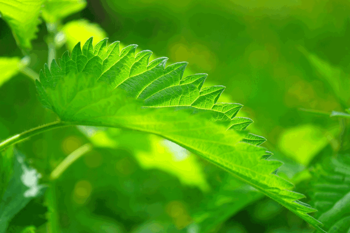 Große Brennnessel - Urtica Dioica