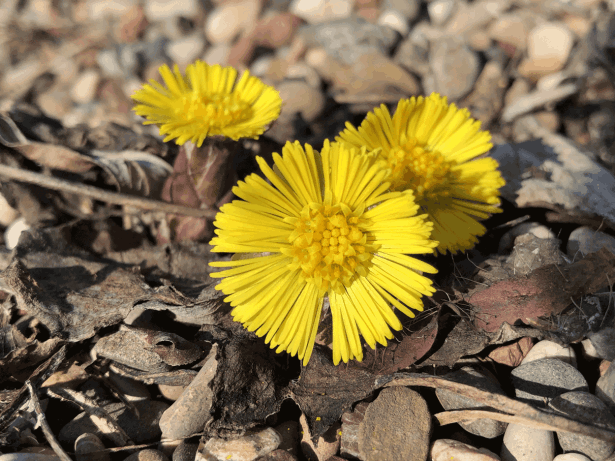 Huflattich - Blüte