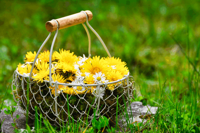 Löwenzahnblüten im Korb