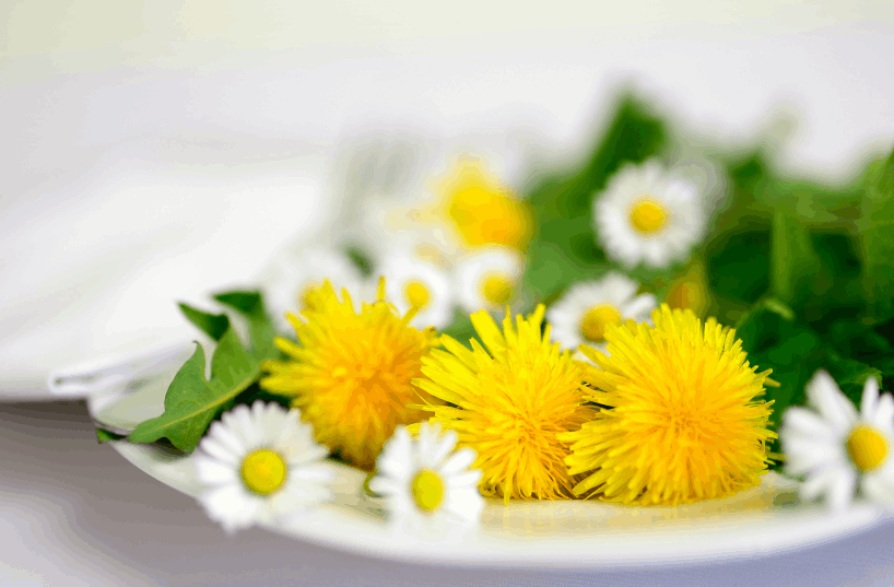 Löwenzahnsalat