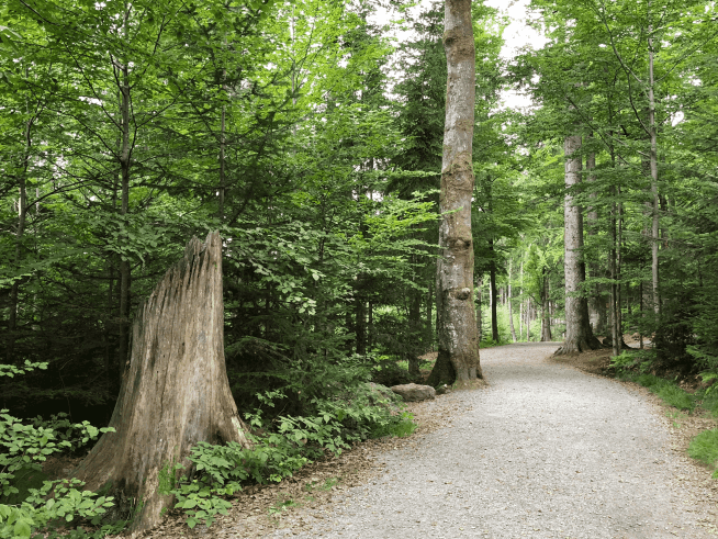 Natur, Waldweg