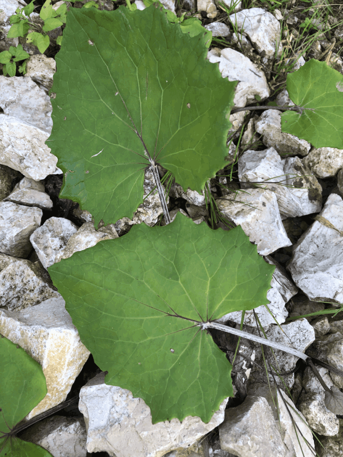 Platzhalter Wildkräutergedichte