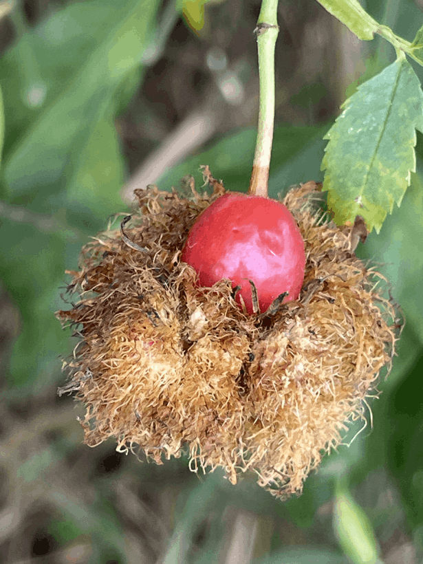 Rosengalle - Schlafapfel - Rosenapfel