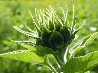 Sonnenblumenknospe