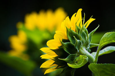 Sonnenblume im Seitenprofil