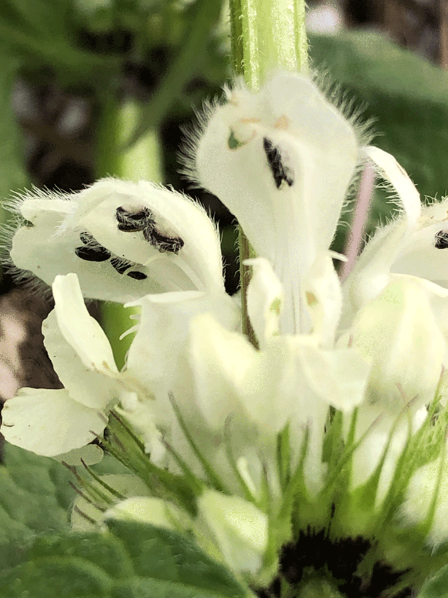 Weiße Taubnessel